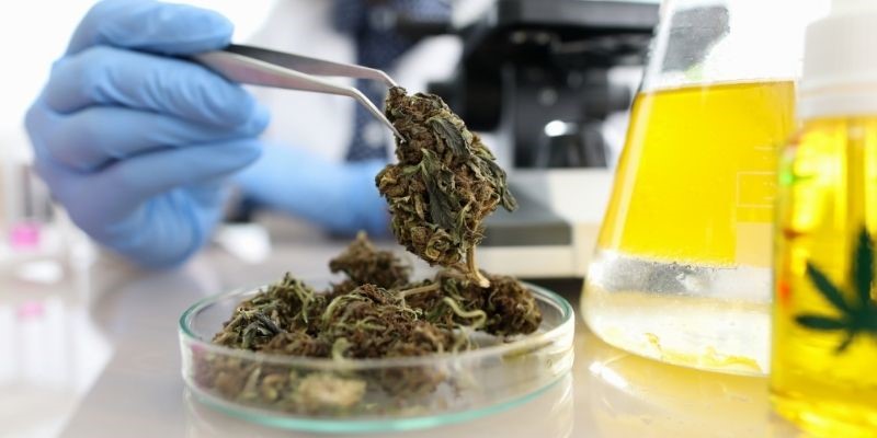 cannabis Investigación científica Cannabinoides