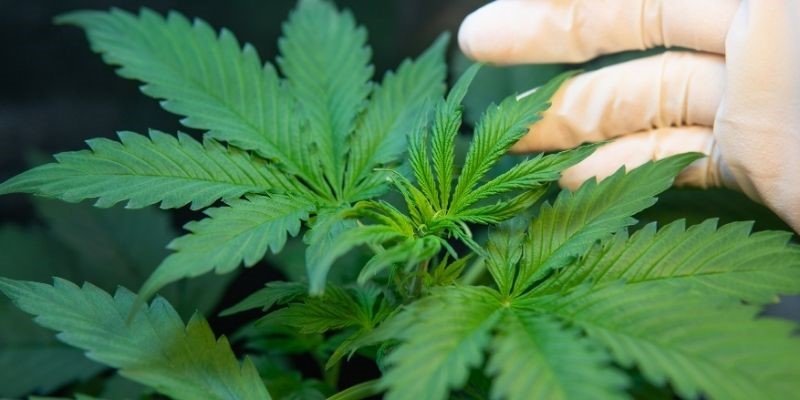 Cultivo de cannabis indica