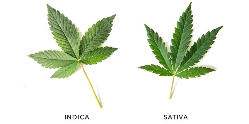 Hojas de cannabis índica y sativa