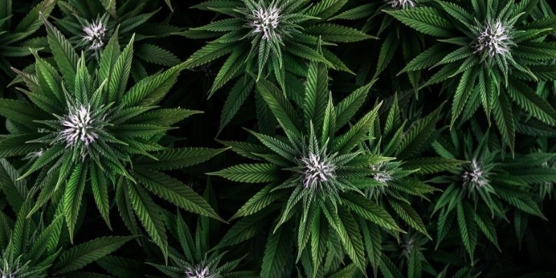 Cannabinoides de la marihuana
