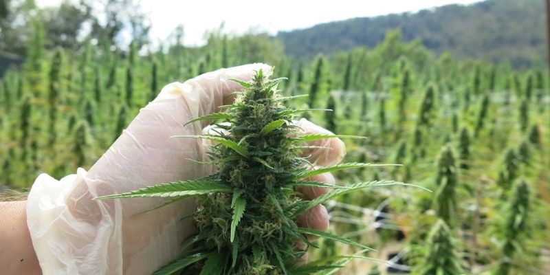 Cultivo legal de Cannabis Sativa L.