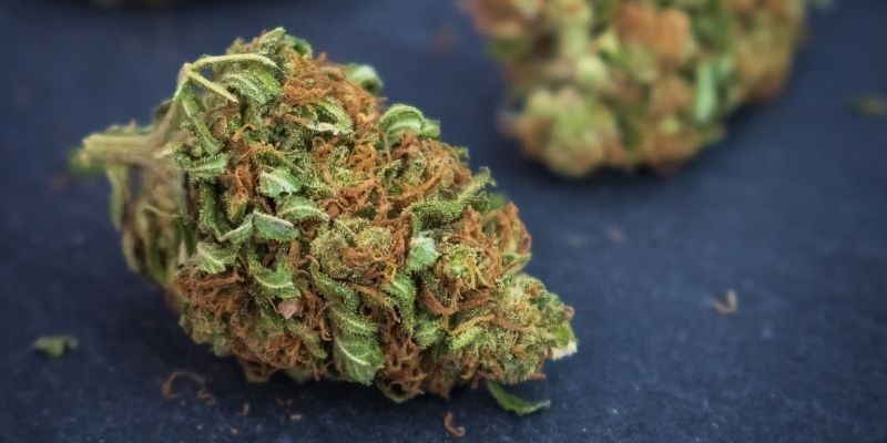 Inflorescencia de cannabis – Orange Bud
