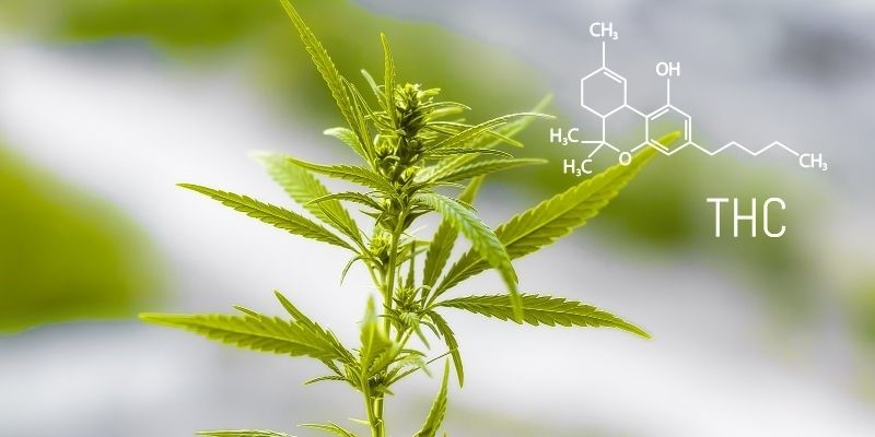 Molécula de cannabis de THC y CBD
