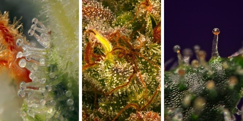 Tricomas de cannabis en varias etapas de madurez: de transparente a ámbar