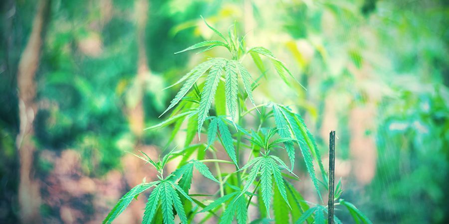 Cultivo de Cannabis ruderalis
