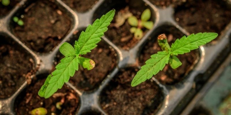 Plantas de marihuana jóvenes nacidas de semillas